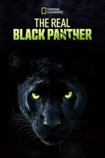 دانلود مستند The Real Black Panther 2020229564-240120528